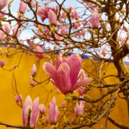 Vila Magnolia 펜션